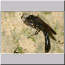 Trypoxylon figulus - Grabwespe 01c 14mm beim Nesteintrag - OS-Wallenhorst-Tongrube-Lehmwand - det.jpg